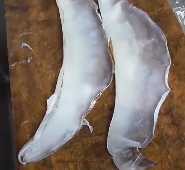 エンペラは超美味でアオリイカで最も美味しい部位、という人も多くグルメに大人気。釣太郎