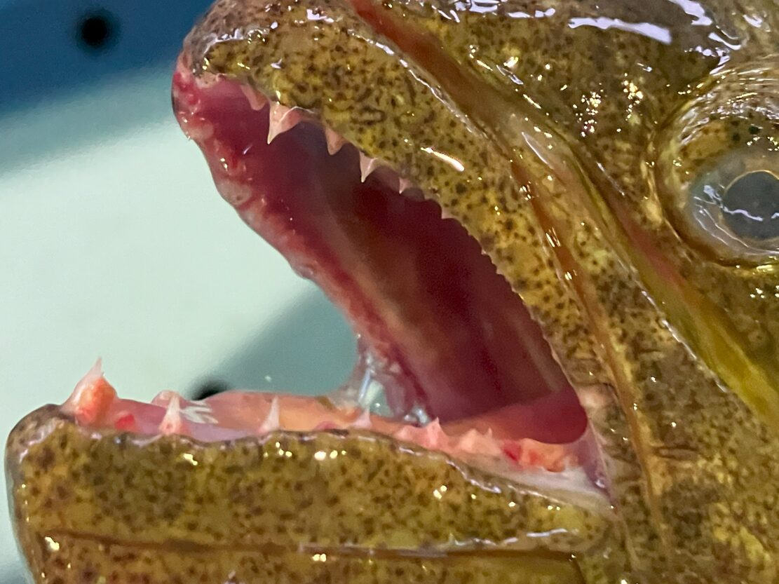 フィッシュイーター（肉食魚）の代表格であるヒラメ（平目）の歯をクローズアップで捉えたものです。釣太郎