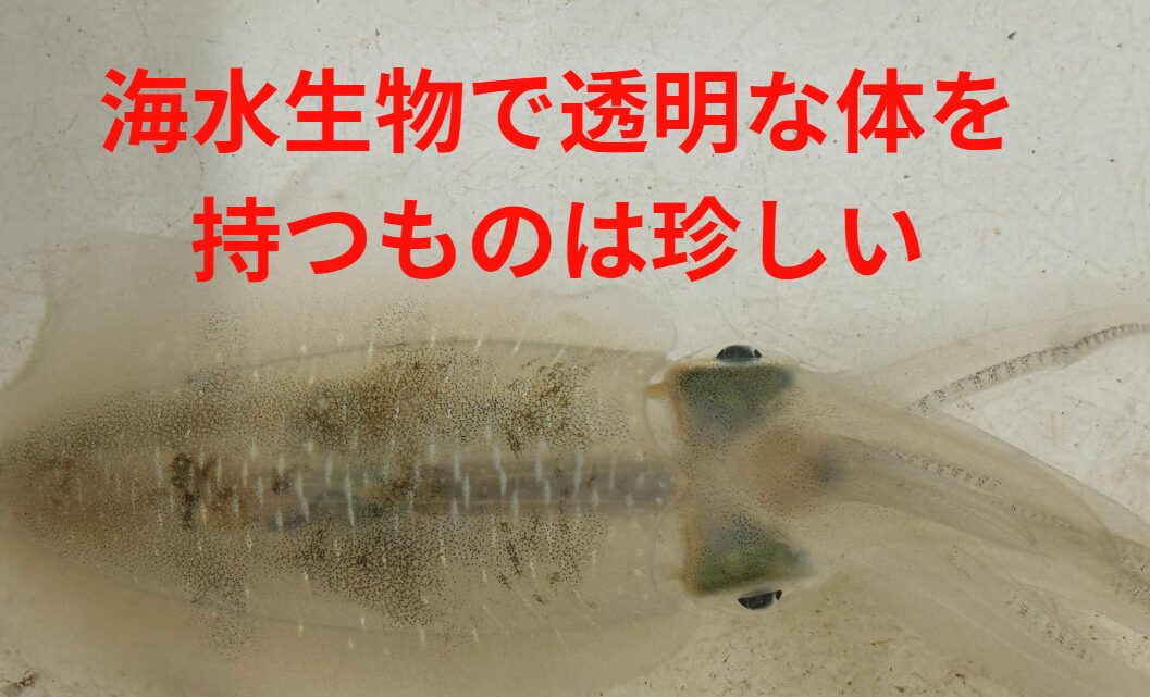 アオリイカは通常透明だが、海の生物では非常に珍しい。この理由説明。釣太郎