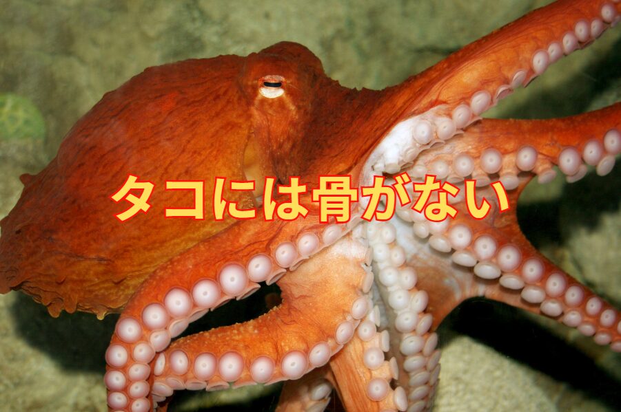 タコには骨がない。海の生物では珍しい。この理由説明。釣太郎