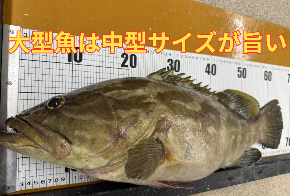 クエのような大型魚は、中型サイズが最も御入り位と言われる理由説明。釣太郎