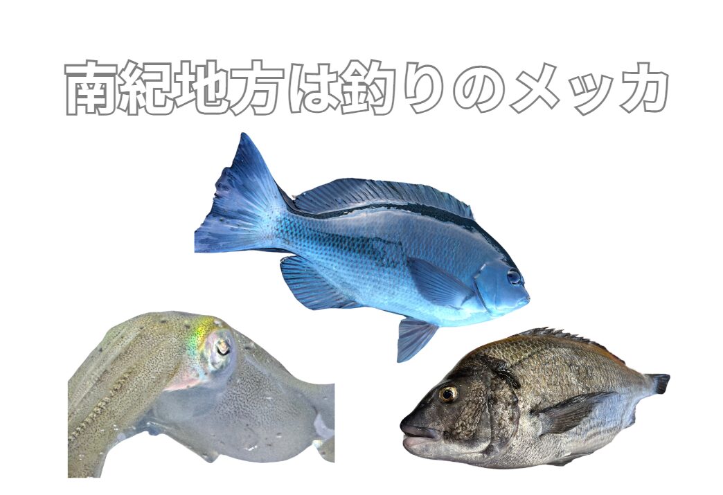 和歌山南紀地方は釣りのメッカだが、特にアオリイカ、グレ(メジナ)、チヌ(クロダイ)が有名。この理由説明。釣太郎