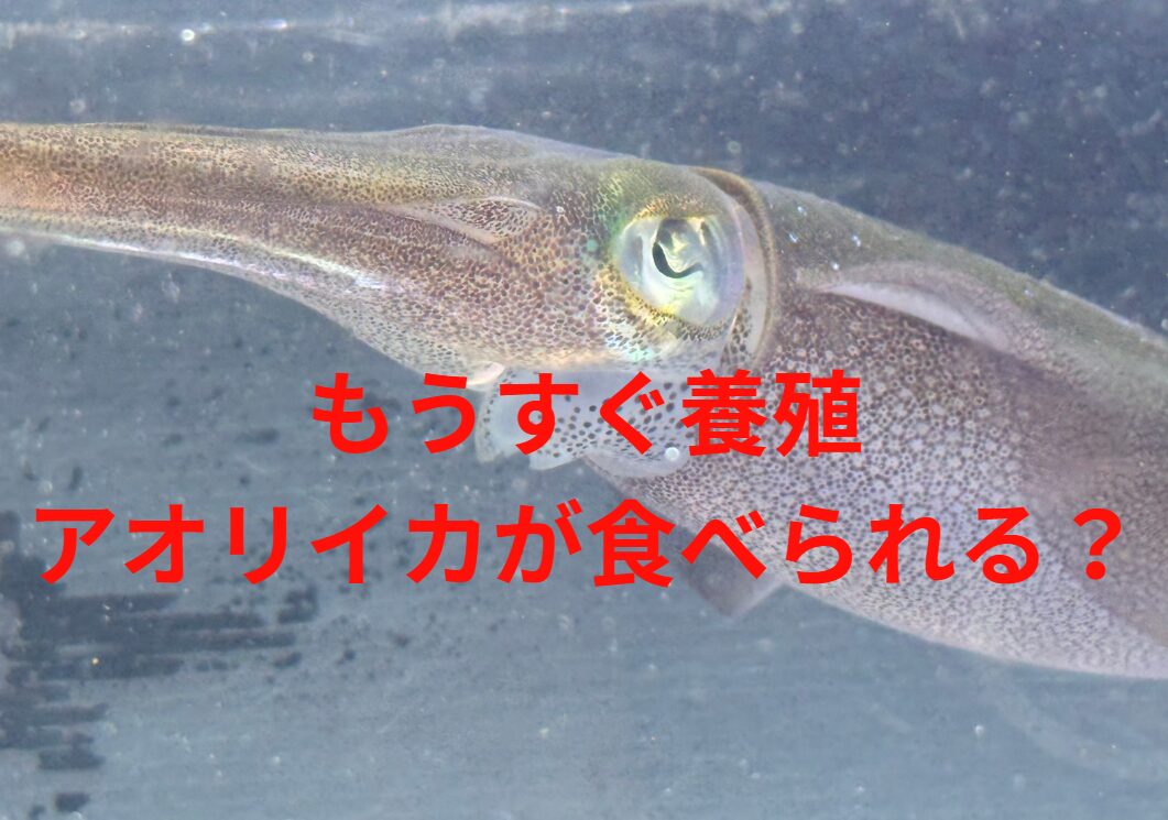 アオリイカの完全養殖技術が確立されたと聞くが、養殖物はいつぐらいから市場に出回るだろうか？釣太郎