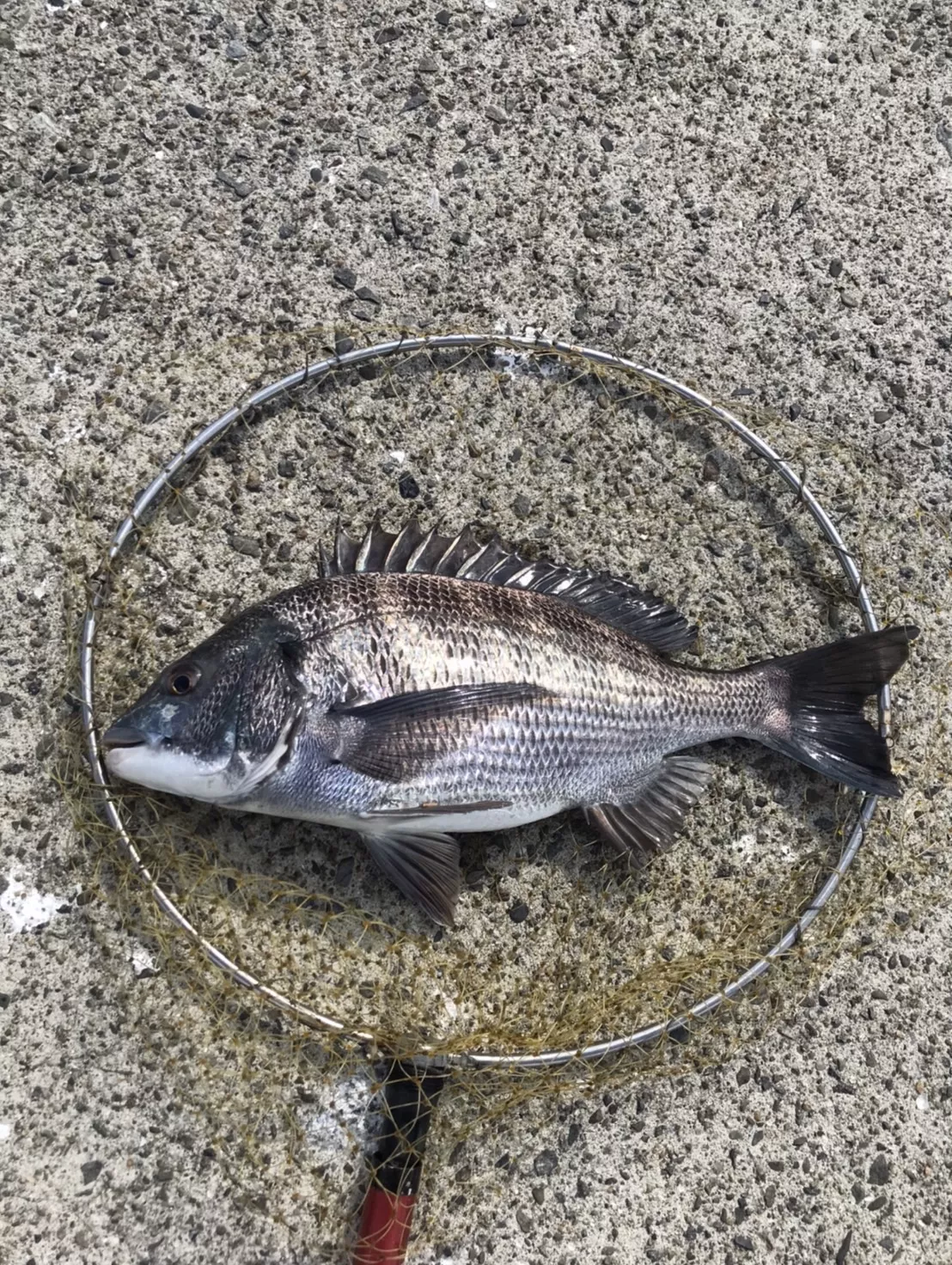 黒鯛（チヌ）は性転換する魚。この理由説明。釣太郎