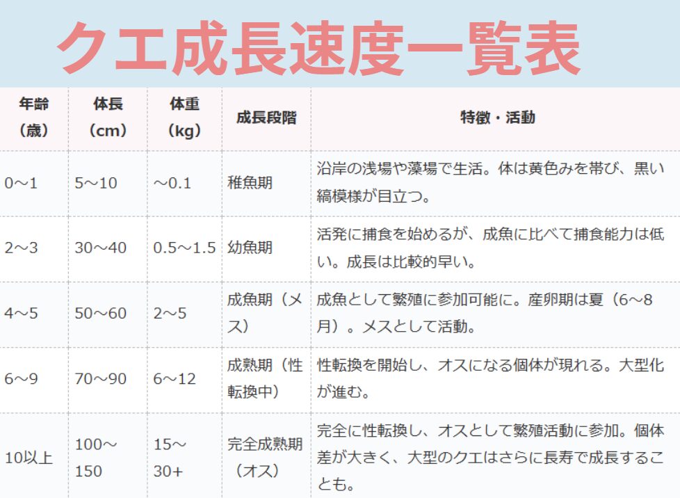 クエは幻の魚と言われる超高級魚。天然物は年々希少価値が高まっている魚。釣太郎