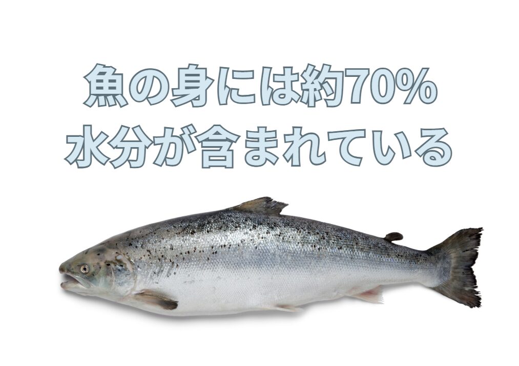 魚の身には70〜80%ほど水分が含まれています。これを多少抜けば、旨味は増します。釣太郎