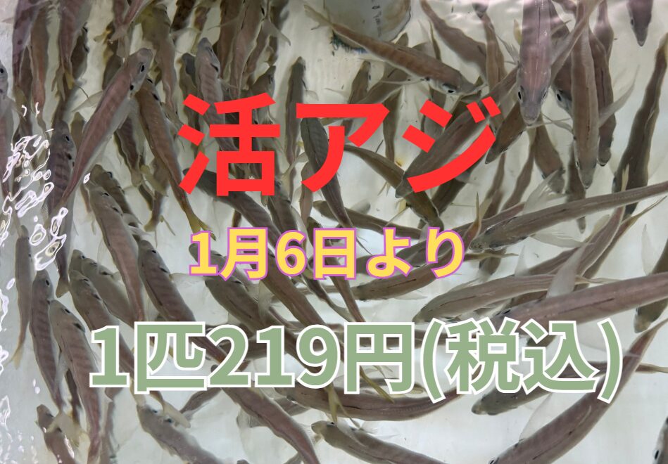 三重では230～240円、関東では300円超の店もあります。活アジ219円今月6日よりとなります。釣太郎