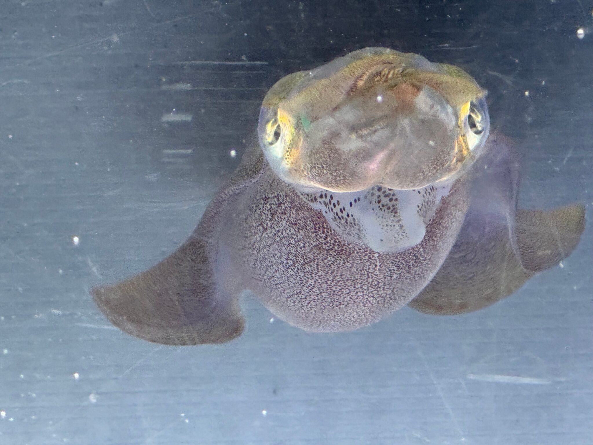 アオリイカの泳ぐ速度はどれくらい？瞬間最速は？釣太郎