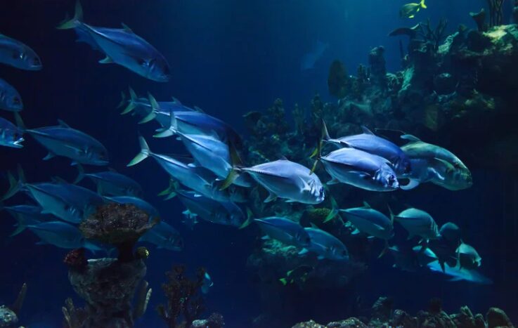 魚は全て変温動物？例外もある？どうして変温動物なのか？釣太郎