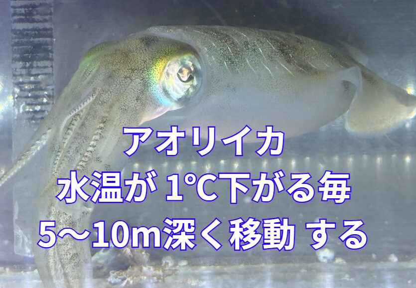 アオリイカは海水温度が１度下がる毎に、５から１０M不化k場に移動すると言われている。釣太郎