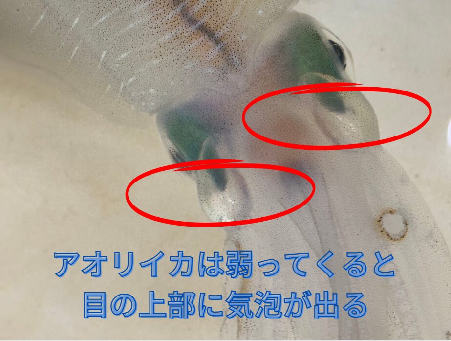 アオリイカは弱ってくると海面を泳いだり、海底に沈んだままとなり、時に眼の近くに気泡ができる。釣太郎