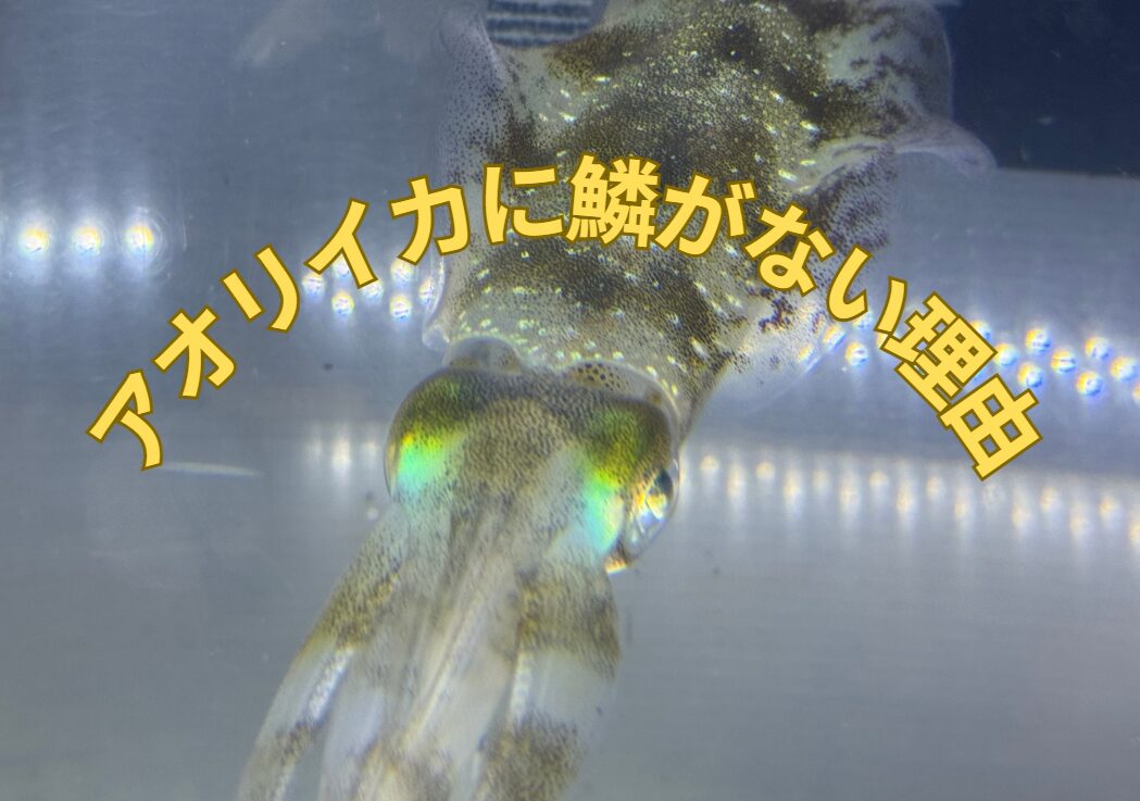 アオリイカに鱗がない理由説明。釣太郎