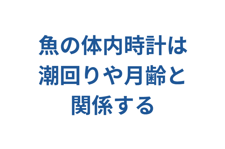 魚には体内時計があり、特定の時間帯や環境の変化に応じて活動性が変わります。自然界では潮回りや月齢と同期していることが多い。釣太郎