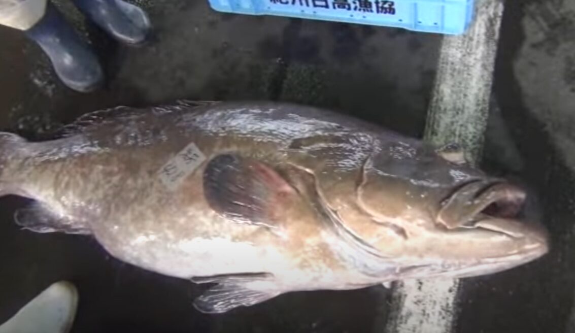 クエは年々漁獲量が減っているが、養殖が出回っているが評判は？　市場のどれくらいが養殖か？釣太郎