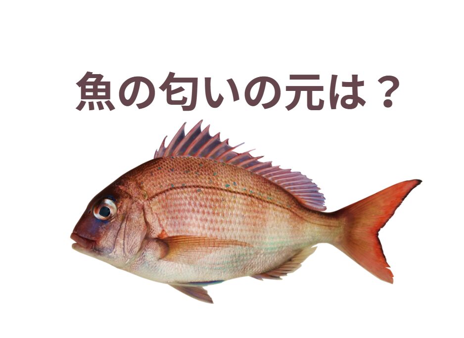 魚の匂いの元は何？鱗、内臓、血？釣太郎