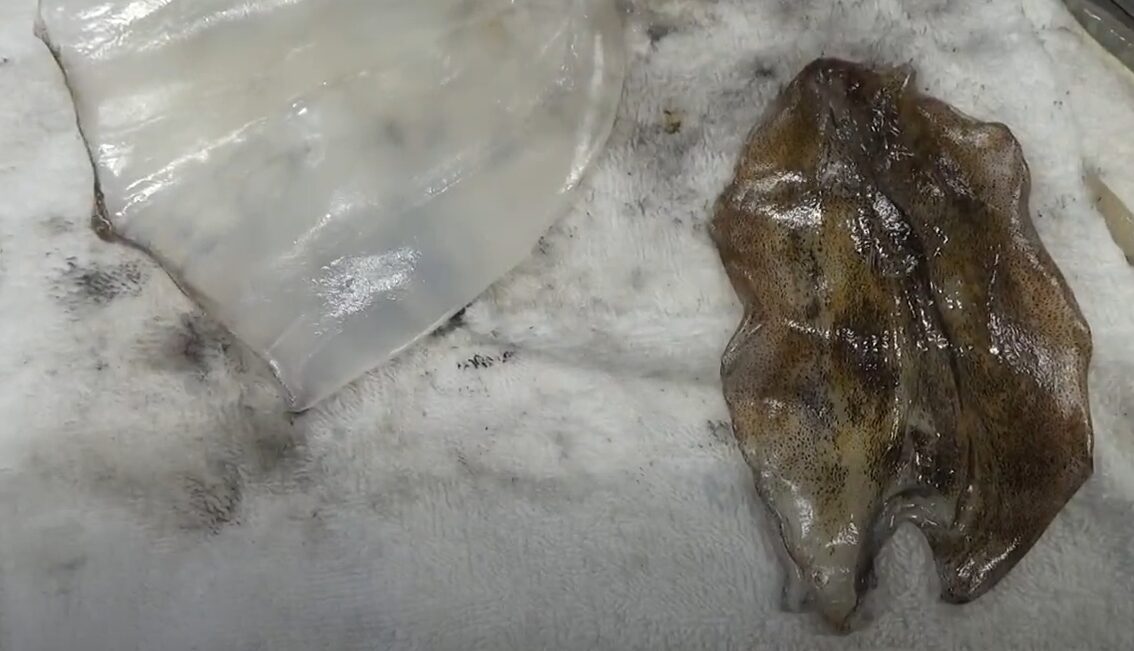 アオリイカのエンペラは刺身で他Bげると超美味。コリコリ食感がたまらない。この理由説明。釣太郎