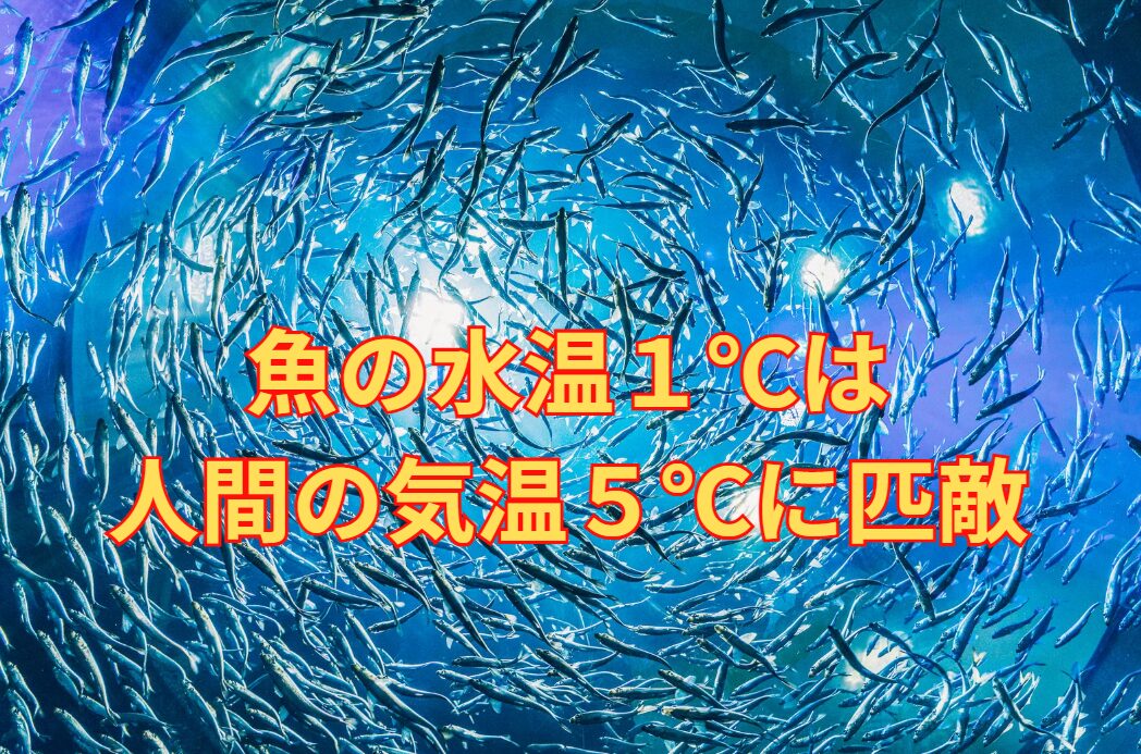 魚の水温1度は人間の気温5度、もしくは10度に匹敵すると言われる。釣太郎