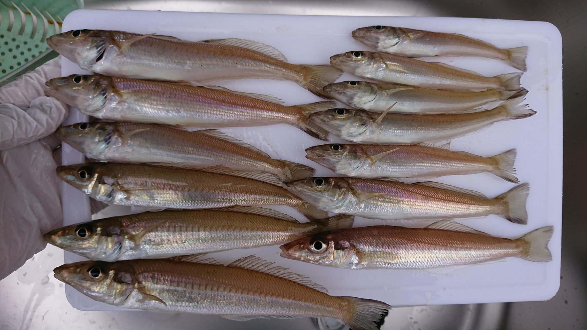 投げ釣りで人気が高いキス。シロギスの生態と特徴説明。釣太郎