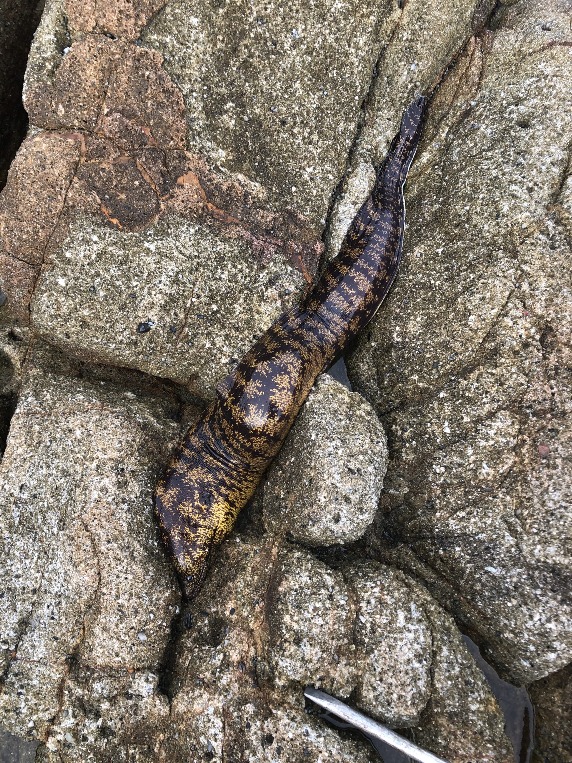 アオリイカ・ヤエン釣り定番外道魚はウツボ。なぜ多い?釣太郎