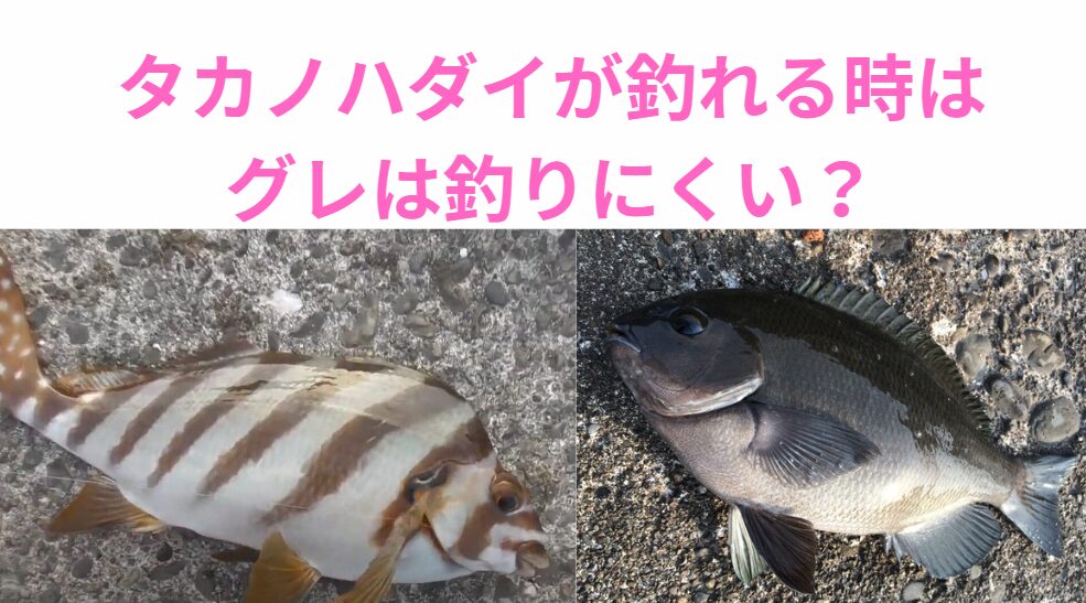 ふかせ釣りは、タカノハダイヤヘダイ等口が下向きの魚が釣れる時は潮が動いておらず、グレは釣りにくい。釣太郎