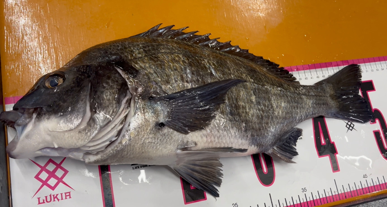 チヌ（クロダイ）の特徴と生態、生涯について、釣り人にご説明します。釣太郎