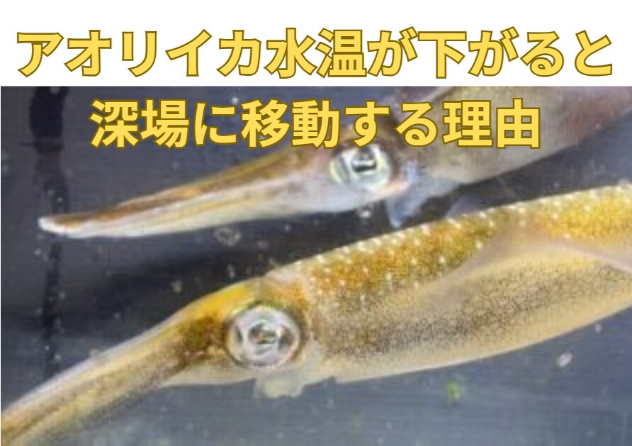 アオリイカが水温が下がると、深場に移動する理由。釣太郎