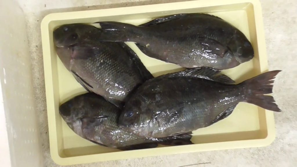 フカセ釣り、アタリがない時は、仕掛けは魚から近い針、ハリス、ウキの順番い軽く小さくするのが鉄則。【寒グレ釣り入門】釣太郎