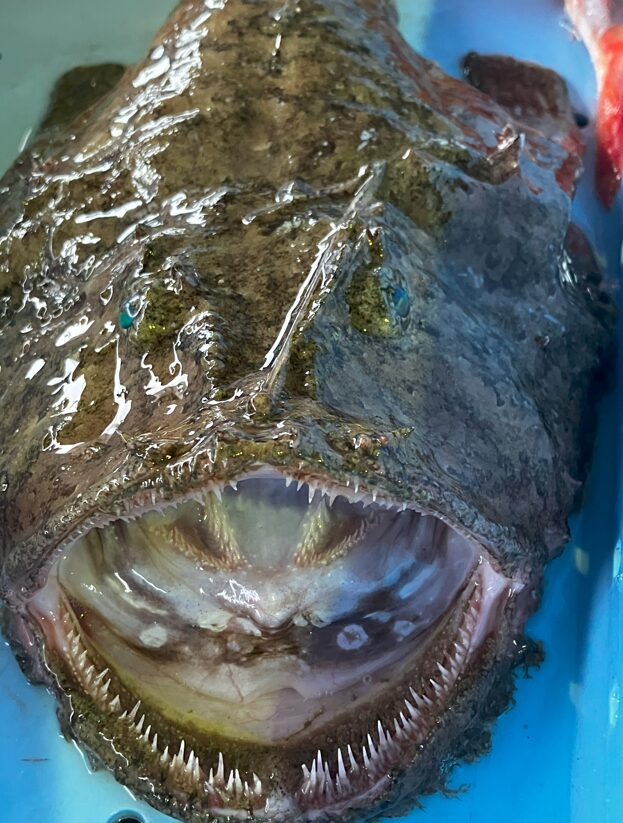 冬の味覚の王様「アンコウ」！その驚きの口の中身と美味しさ。釣太郎