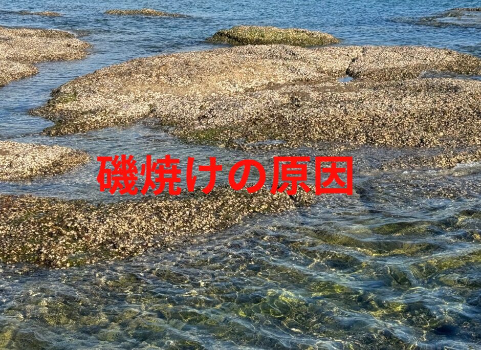 磯焼けの原因は何？釣太郎