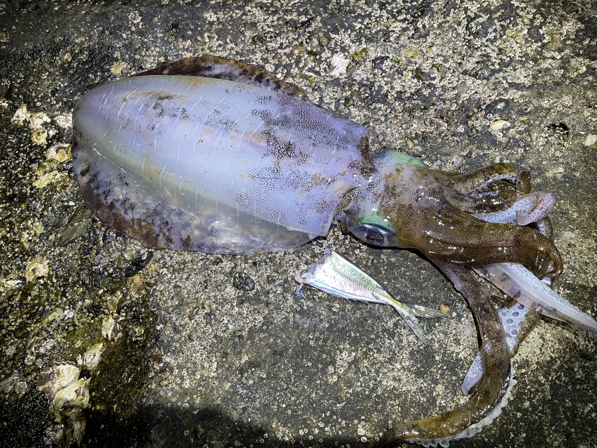 魚は活〆と神経締めがあるが、アオリイカは活締めだけ。これは？釣太郎