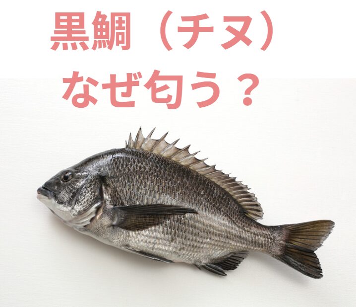 チヌ（クロダイ）が特有の臭いを持つ理由説明。釣太郎