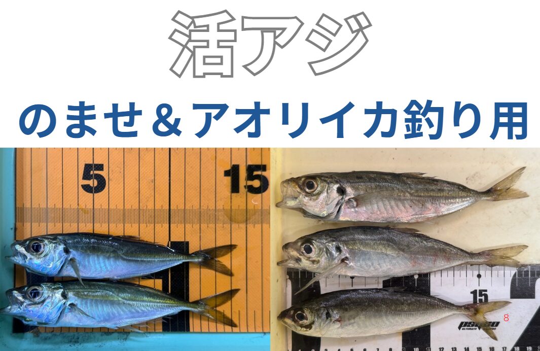 のませ用とアオリイカ釣り用、活アジ２サイズあります。釣太郎