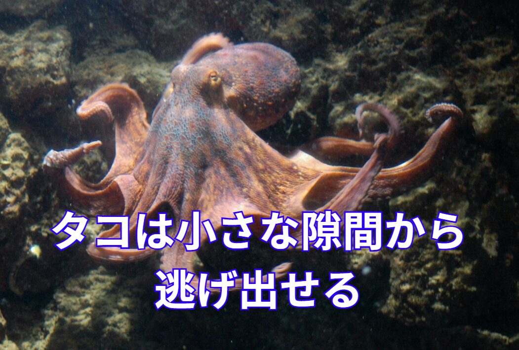 タコが小さな隙間から逃げ出せるのは、その柔軟な体と知恵の賜物。釣太郎