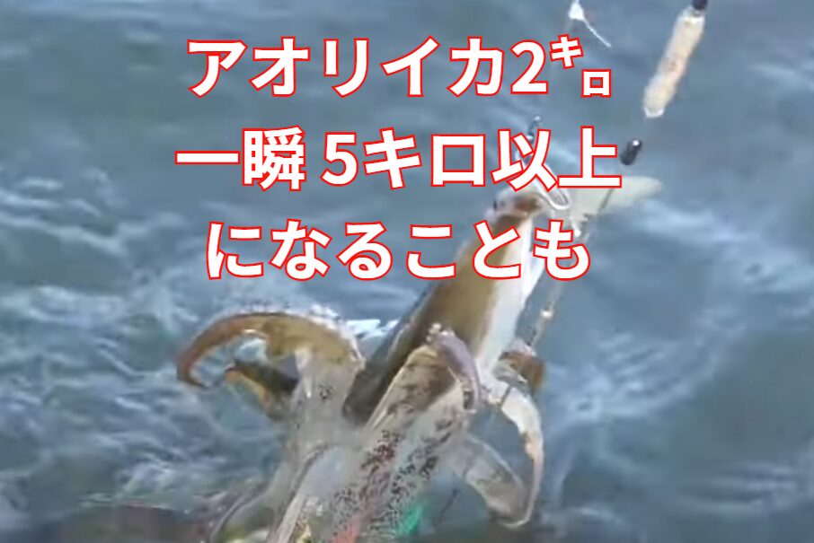 アオリイカ2㌔がヒットした時、最大瞬間は釣り人が5キロに感じることもある。釣太郎