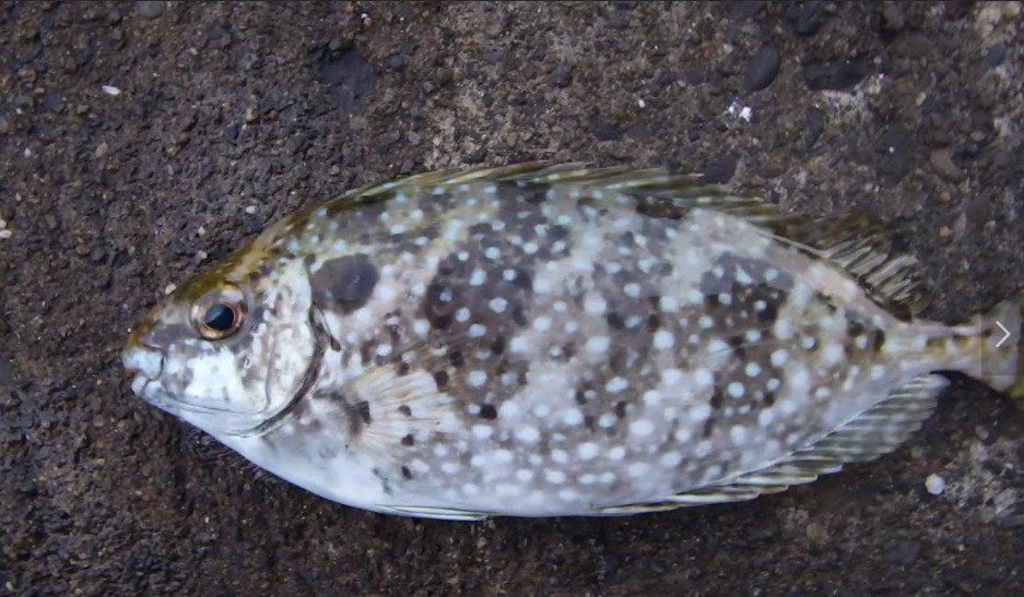 バリコ（アイゴ）は特有の匂い、好きな人と嫌いな人に分かれる理由説明。釣太郎