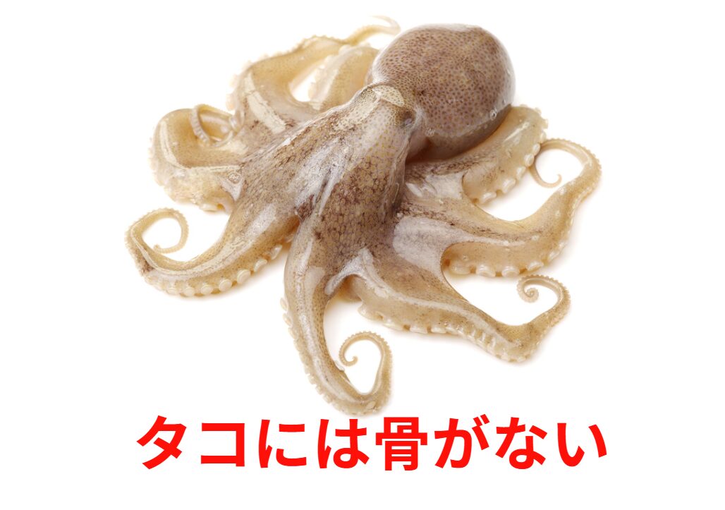 タコには骨も鱗もない。海水生物では非常に珍しい。この理由説明。釣太郎