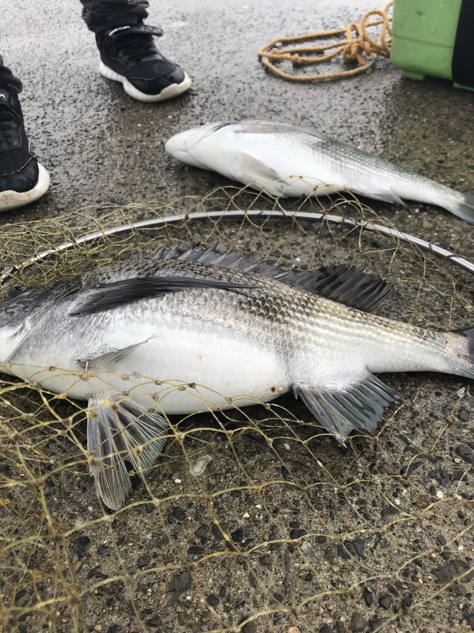 「のっこみ黒鯛（チヌ）の荒食いついて」、釣り初心者へ説明。釣太郎