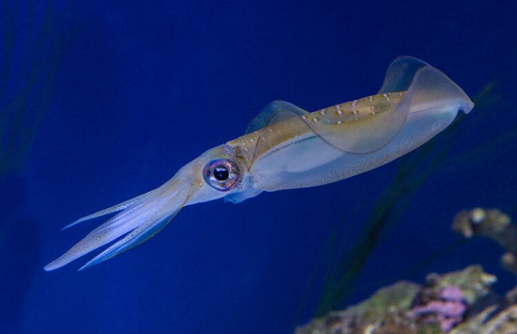 アオリイカが透明である理由。海の生物ではクラゲ等ごく一部しかないが。釣太郎