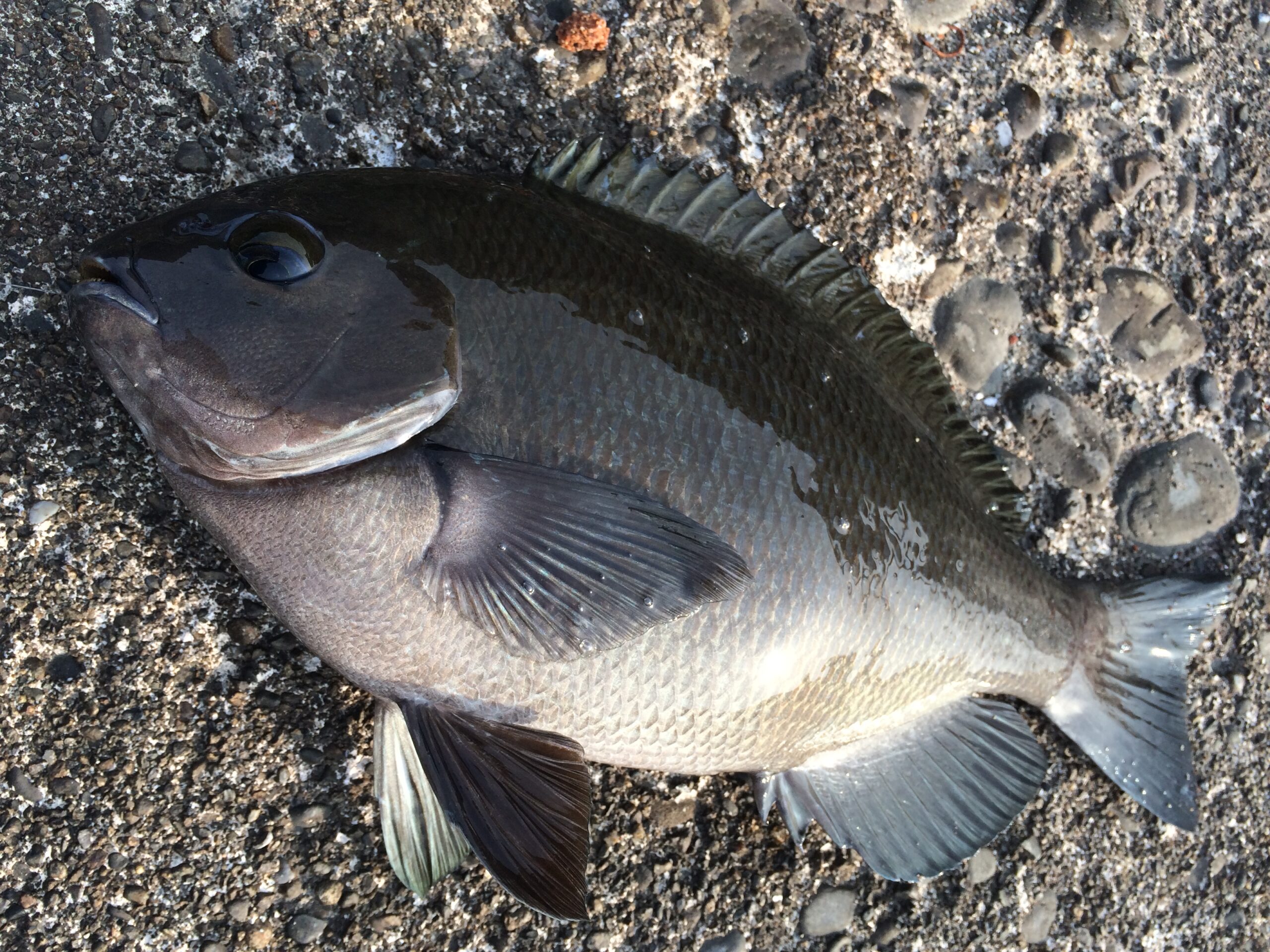 「磯際で釣るグレと、遠投して釣るグレは、同じグレでも全く違う」、という釣り人の説もある。釣太郎