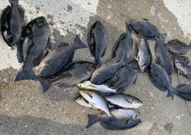 茶グレは尾長グレ(クロメジナ)が多い。【フカセ釣り入門】釣太郎