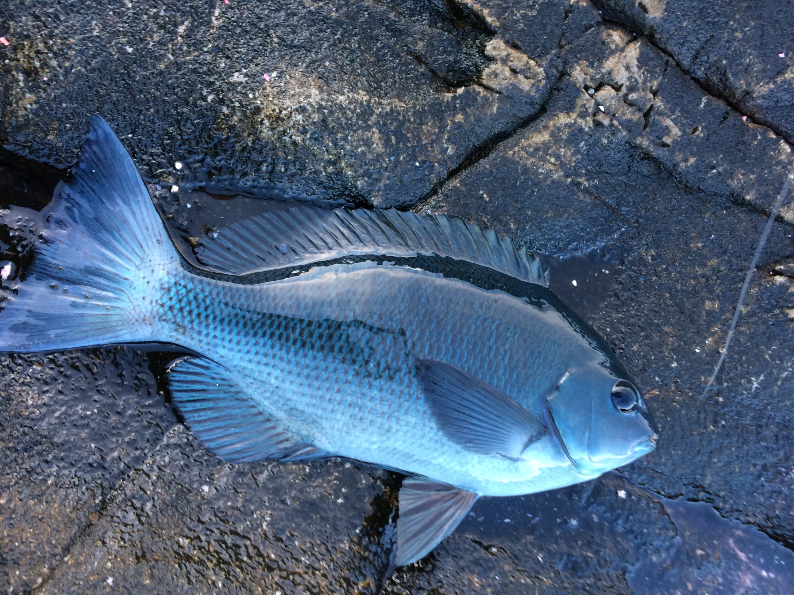 茶グレとは？　【フカセ釣り入門】釣太郎