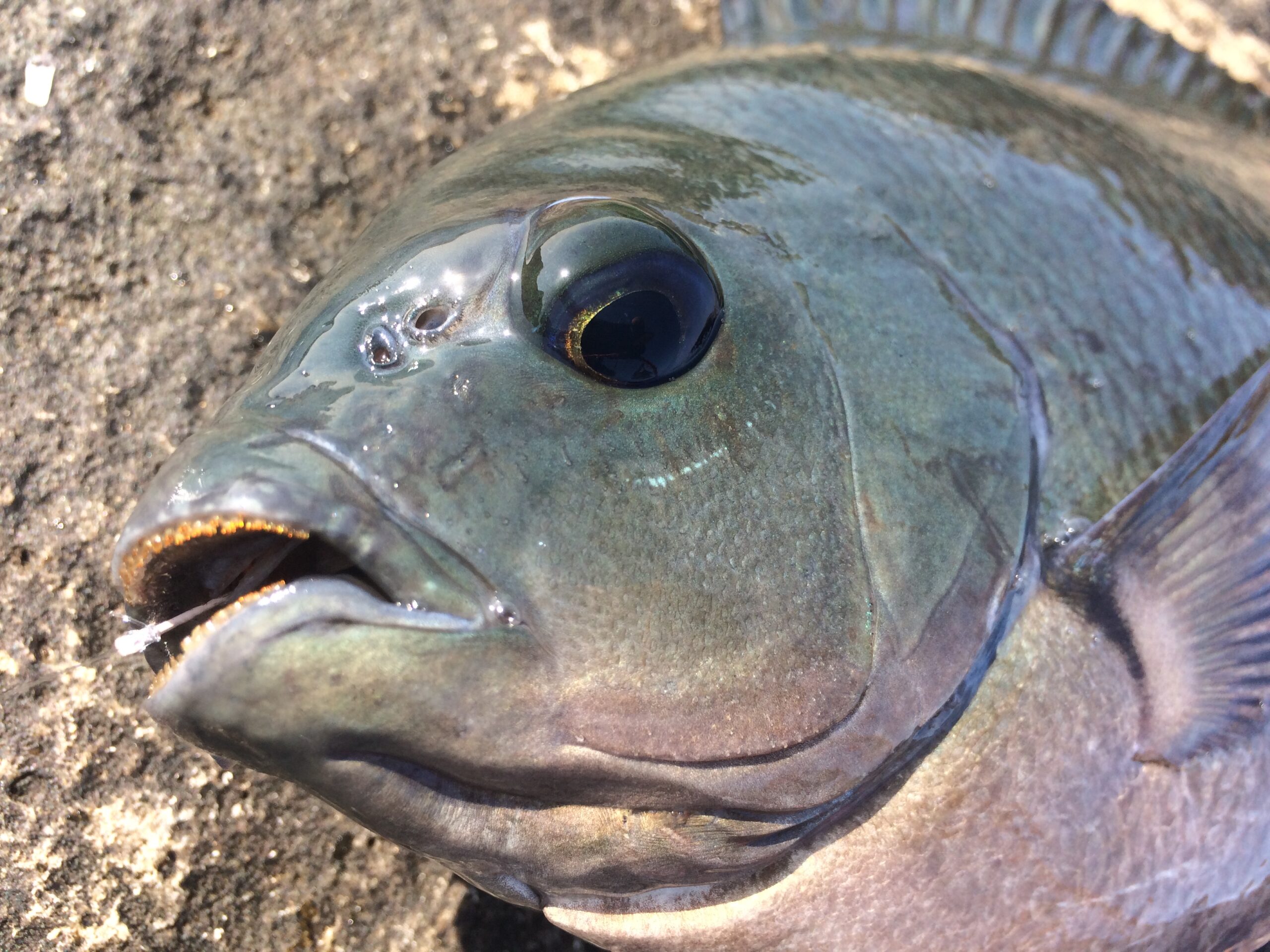 グレ（メジナ）がヒットしたがハリスが細くて切れた場合、口に刺さった針は、時間が経過すれば抜けるか？フカセ釣り入門。釣太郎