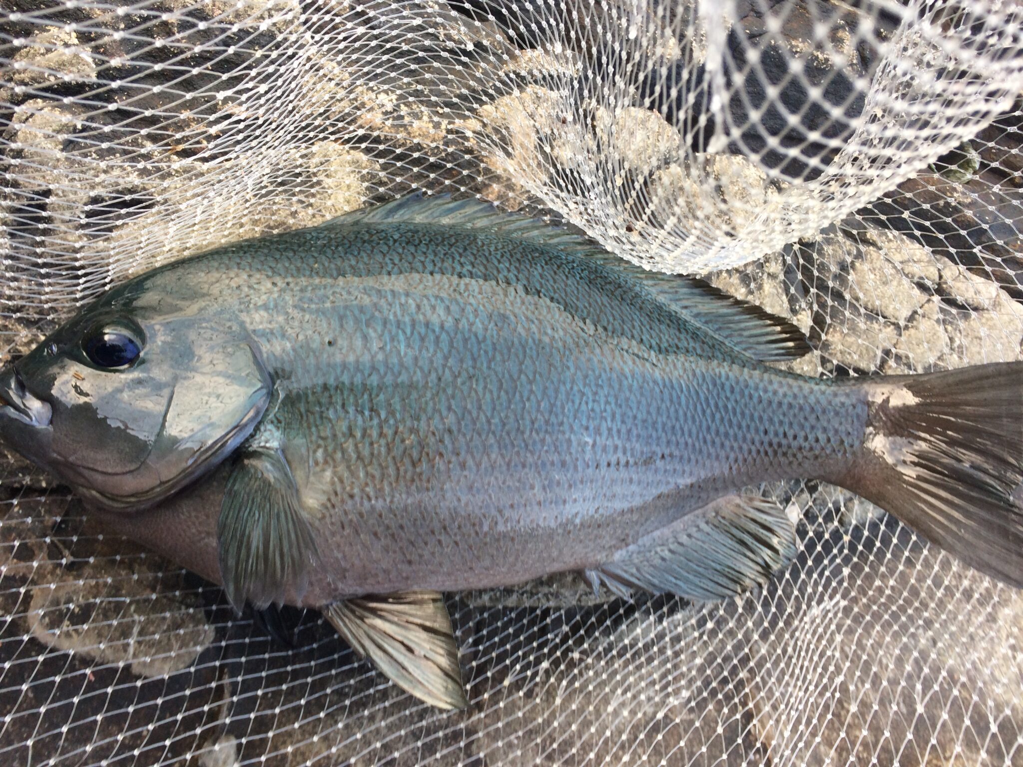 グレ釣り用サシエサに、昔はオキアミを砂糖やハチミツに漬けたものがあった。釣太郎
