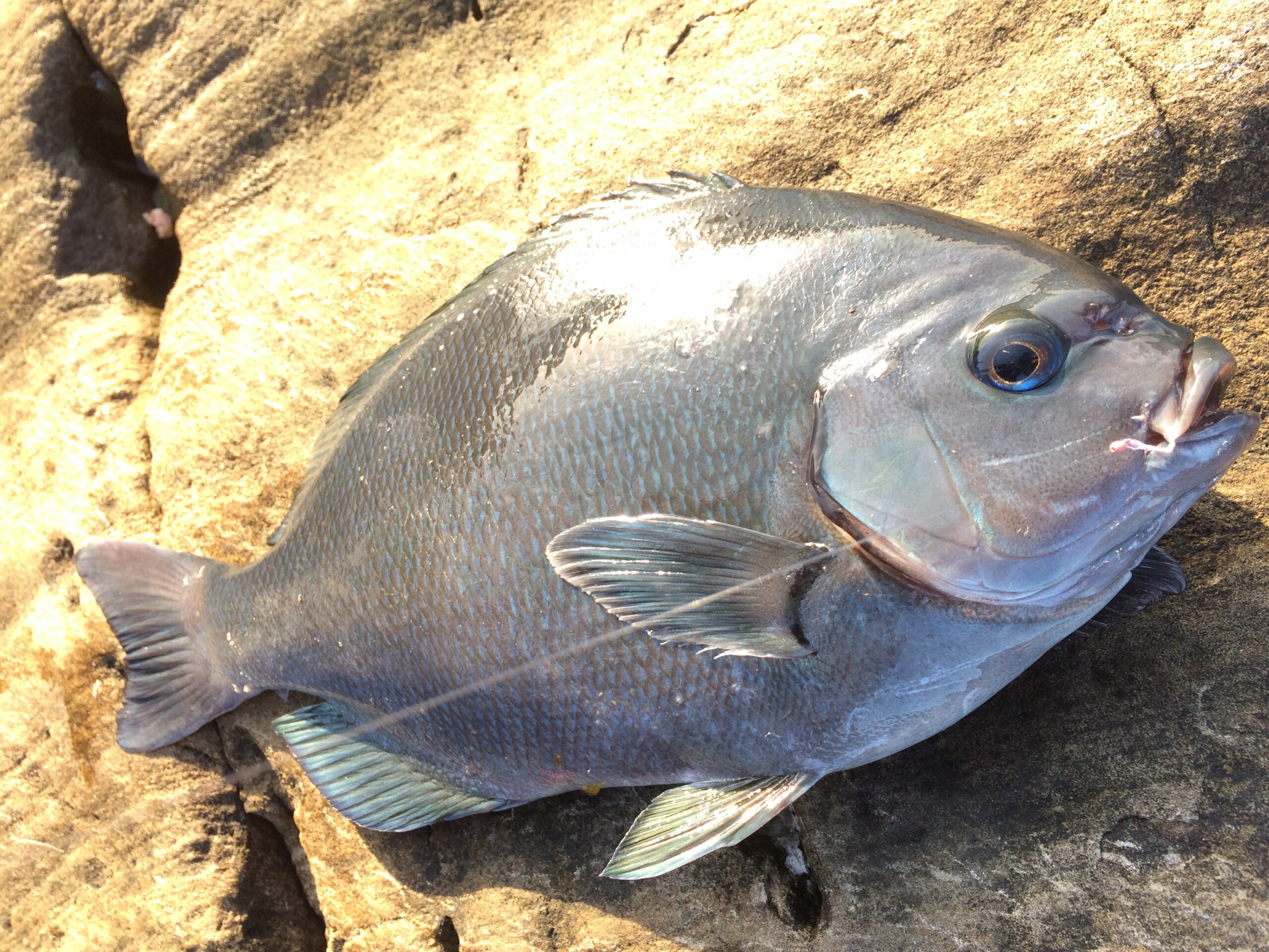 茶グレとは尾長グレの居着きバージョン。寒グレ（メジナ）釣り入門。釣太郎