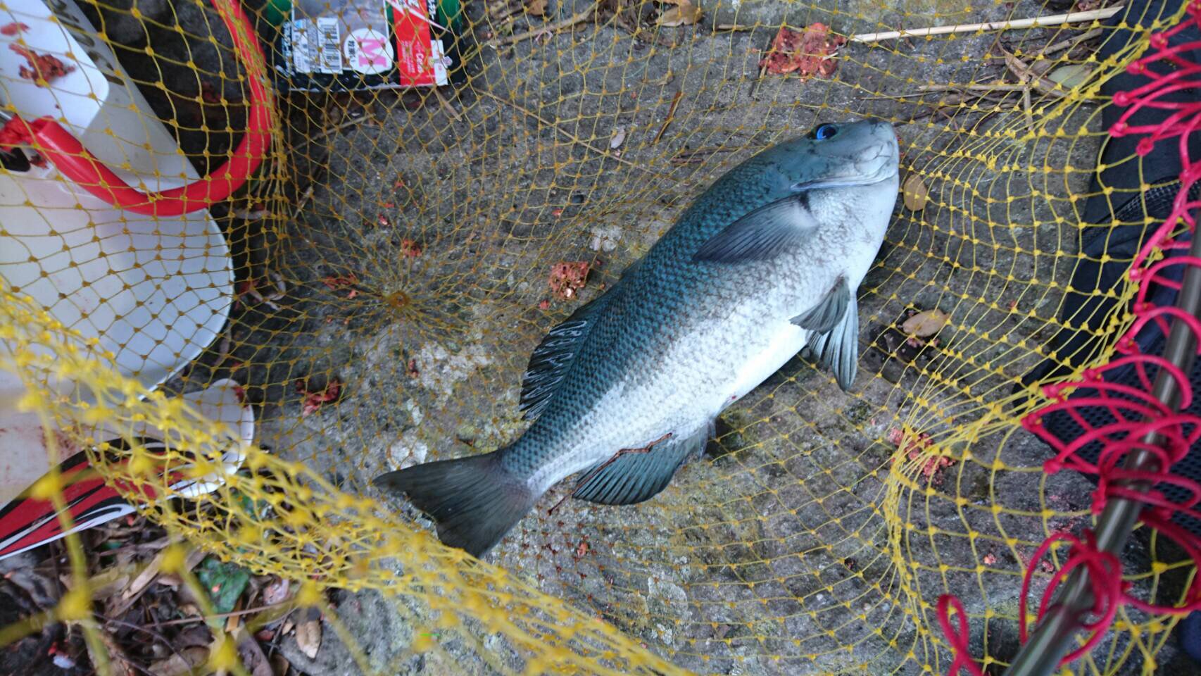 グレ（メジナ）は視覚優位の魚だが、海の中での視力はどの程度？ フカセ釣り入門者へご説明。釣太郎