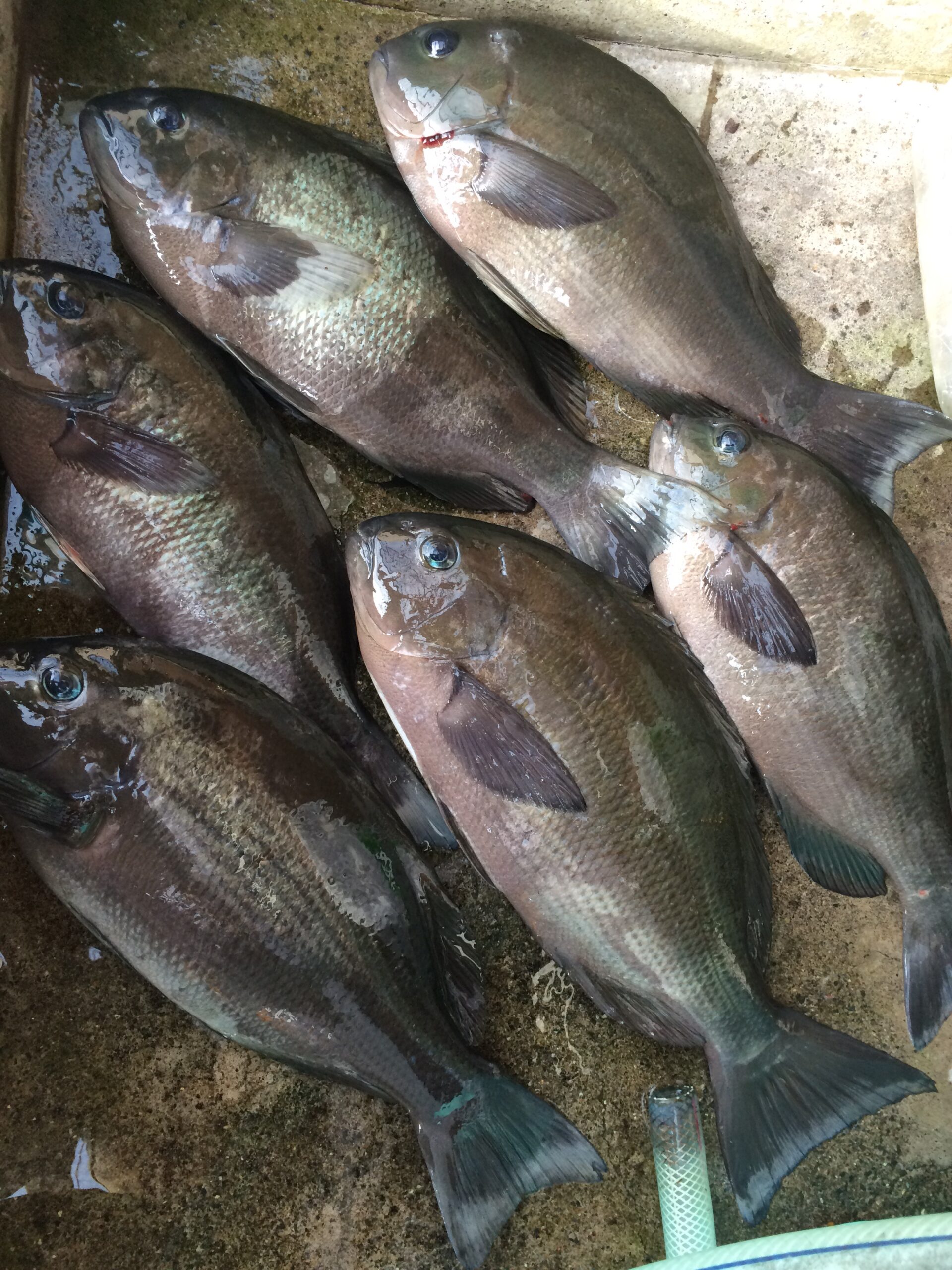 寒グレ(メジナ)釣りは、朝→日中→夕マズメが有利。これをフカセ釣り初心者へご説明します。釣太郎