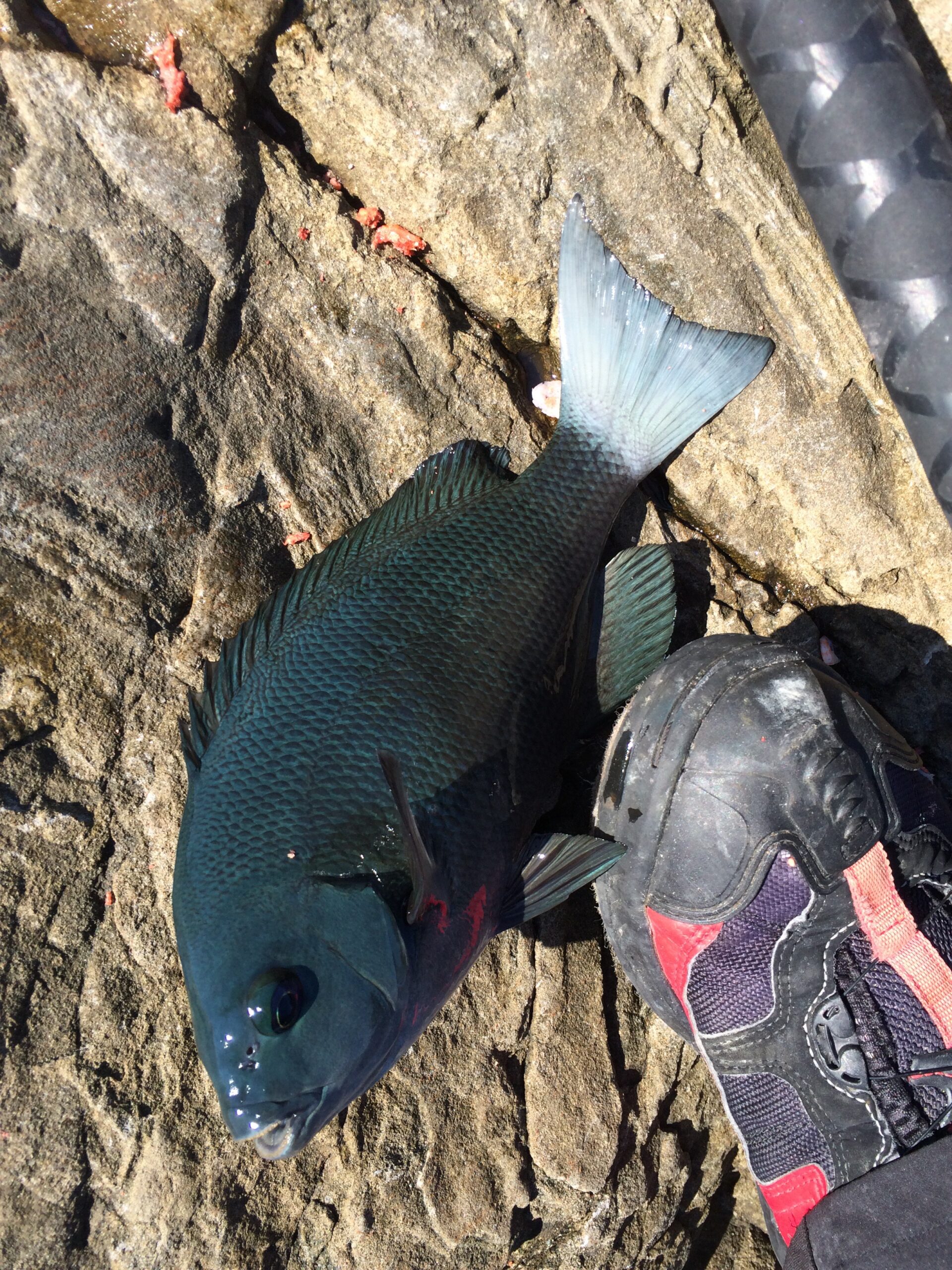 尾鰭が白いグレ（メジナ）がある。これは何を意味する？一時的なもの？フカセ釣り入門。釣太郎