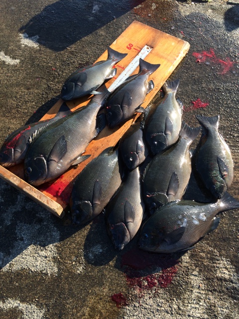 グレは沖アミの頭を食べるが、完全に食べる時もあるがアジるだけのことも多い。皮だけ食べることもある。【フカセ釣り入門】釣太郎