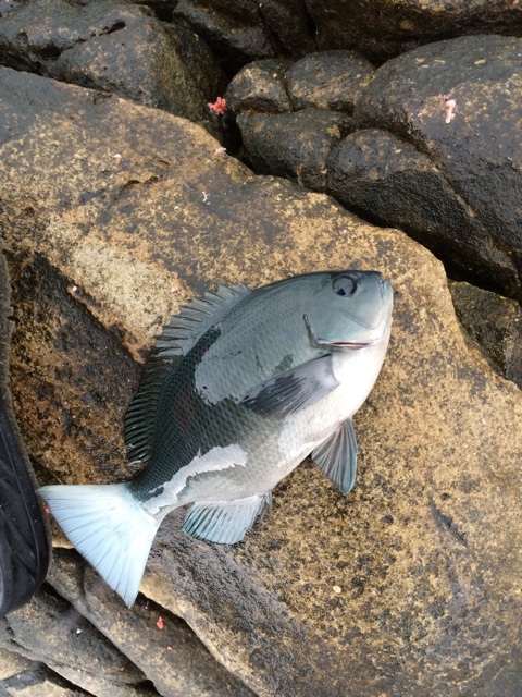 尻尾が白いグレは活性が高いので、このグレが釣れている間は時合なので、手返しよく釣るのがベスト!釣太郎