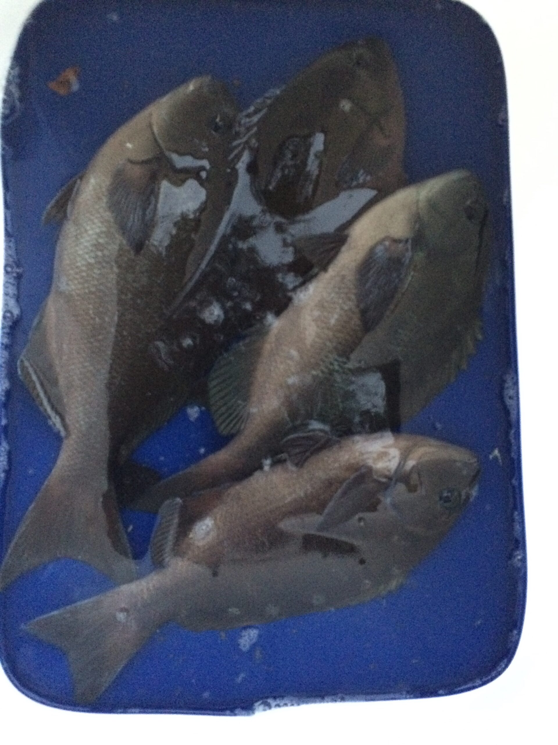 フカセ釣り、内向きに潮が流れる当て潮は、グレ釣りに向いていない理由。釣太郎